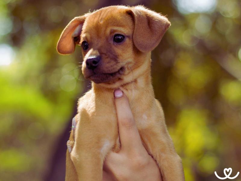 Psi-plemeno-chiweenie (5)